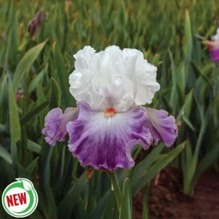 Linda Nelson Iris Thumbnail